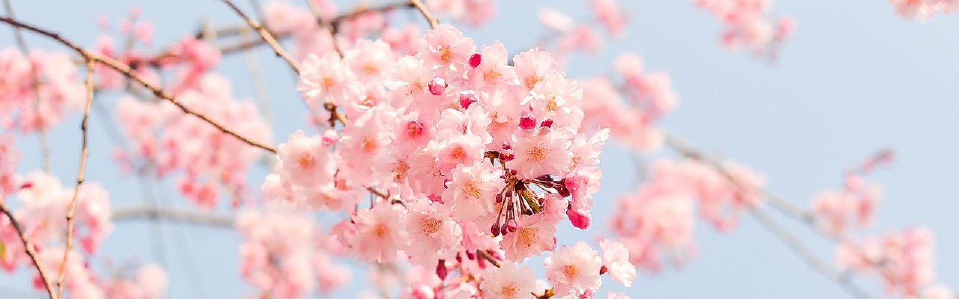 Quel type de gerbe de fleurs faut-il amener lors d’un deuil ?