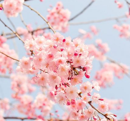 Quel type de gerbe de fleurs faut-il amener lors d’un deuil ?