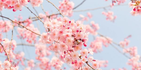 Quel type de gerbe de fleurs faut-il amener lors d’un deuil ?