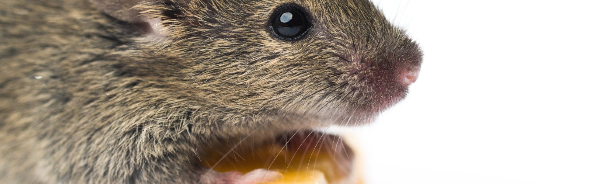 Souris dans les murs : solutions efficaces pour les éliminer